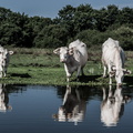 Marais de Brière, près de Bréca (Loire-Atlantique, Pays de la Loire)