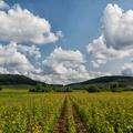 Près de Volnay (Côte-d'Or,Bourgogne-Franche-Comté)
