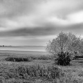 Lac du Der