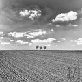 Three trees