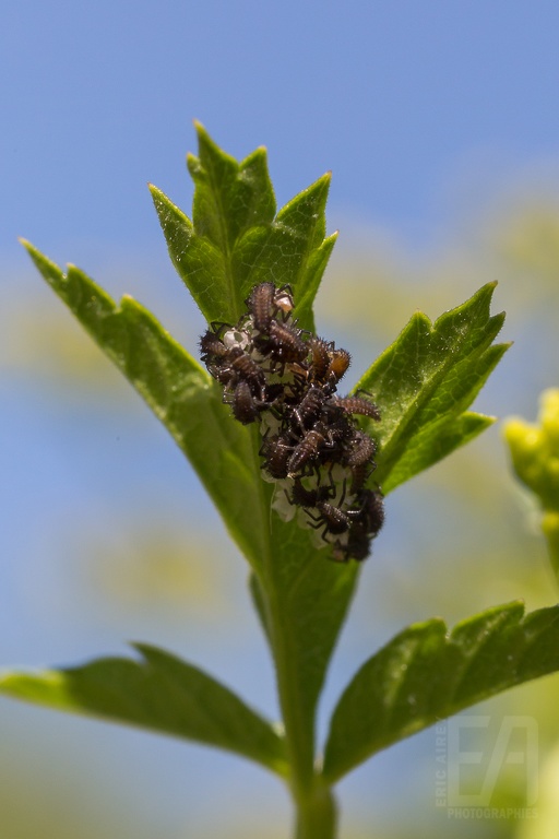 Coccinelle 02.jpg