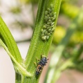 Coccinelle