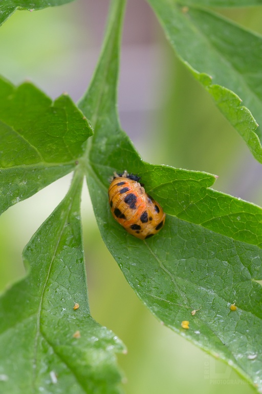 Coccinelle 09.jpg