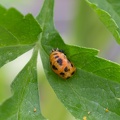 Coccinelle