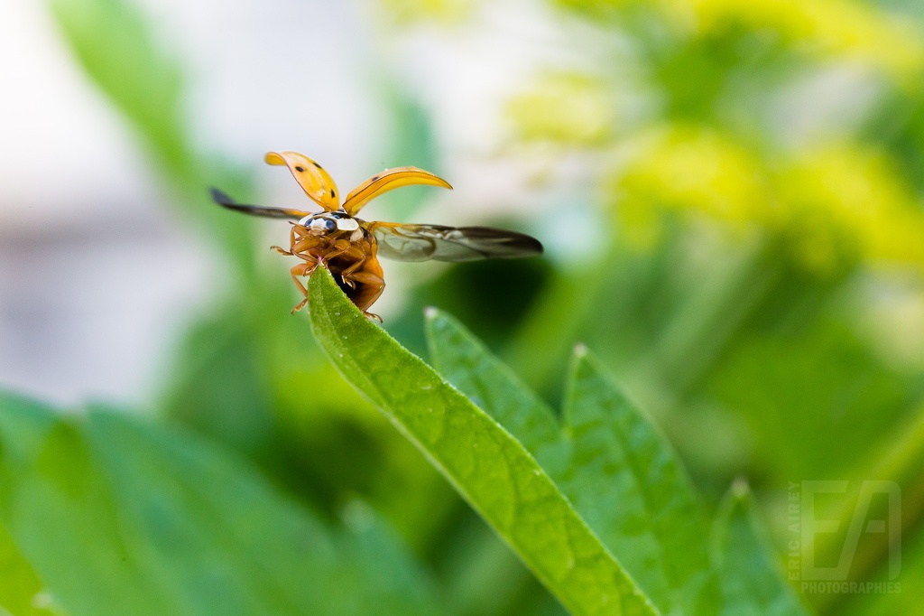 Coccinelle 10.jpg