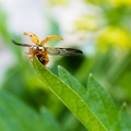 Coccinelle