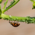 Coccinelle