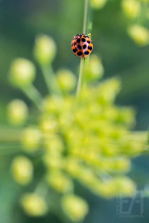 Coccinelle 15.jpg