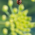 Coccinelle