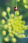 Coccinelle