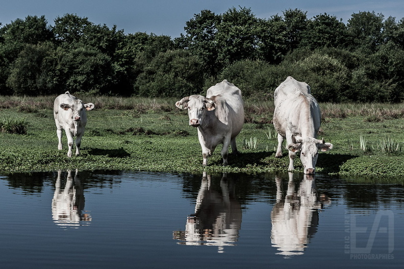 Marais Brière (2014-07-04) - 040 () - LOGO 1024.jpg